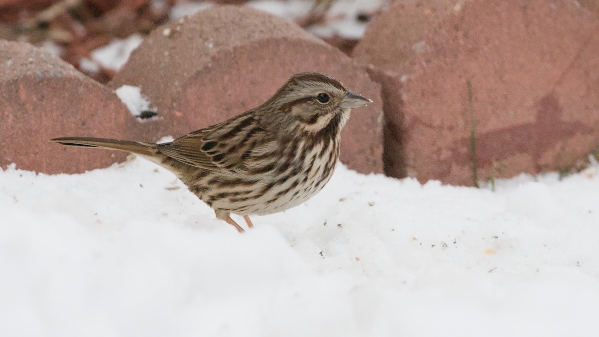Song Sparrow - ML647084164