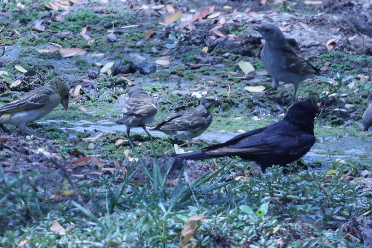 Yellow-fronted Canary - ML647084165