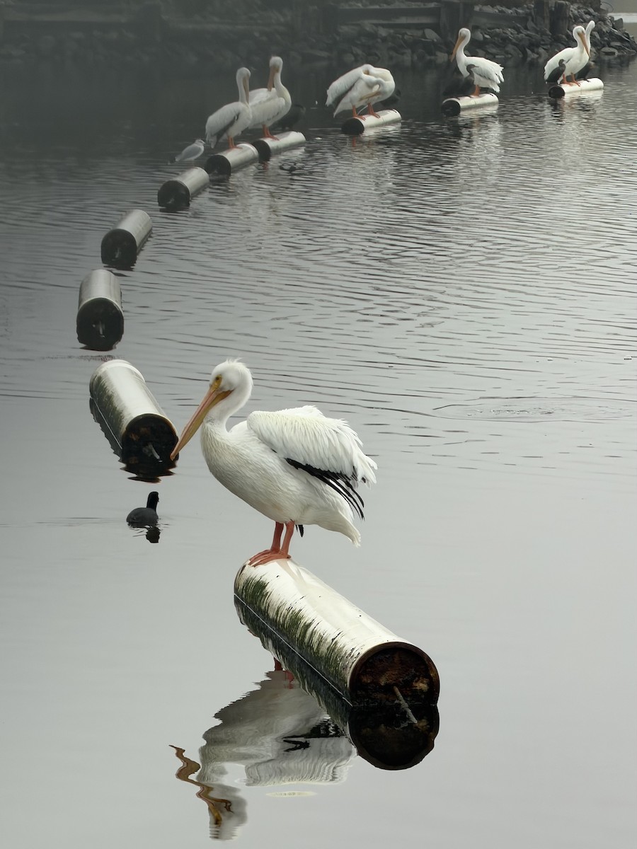 American White Pelican - ML647084167