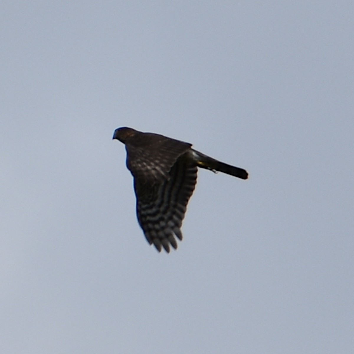 Cooper's Hawk - ML647084168