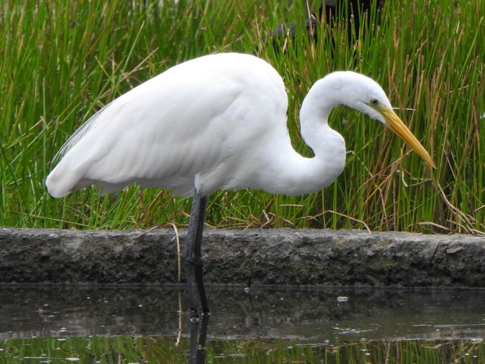 Цасч дэглий - ML647084169