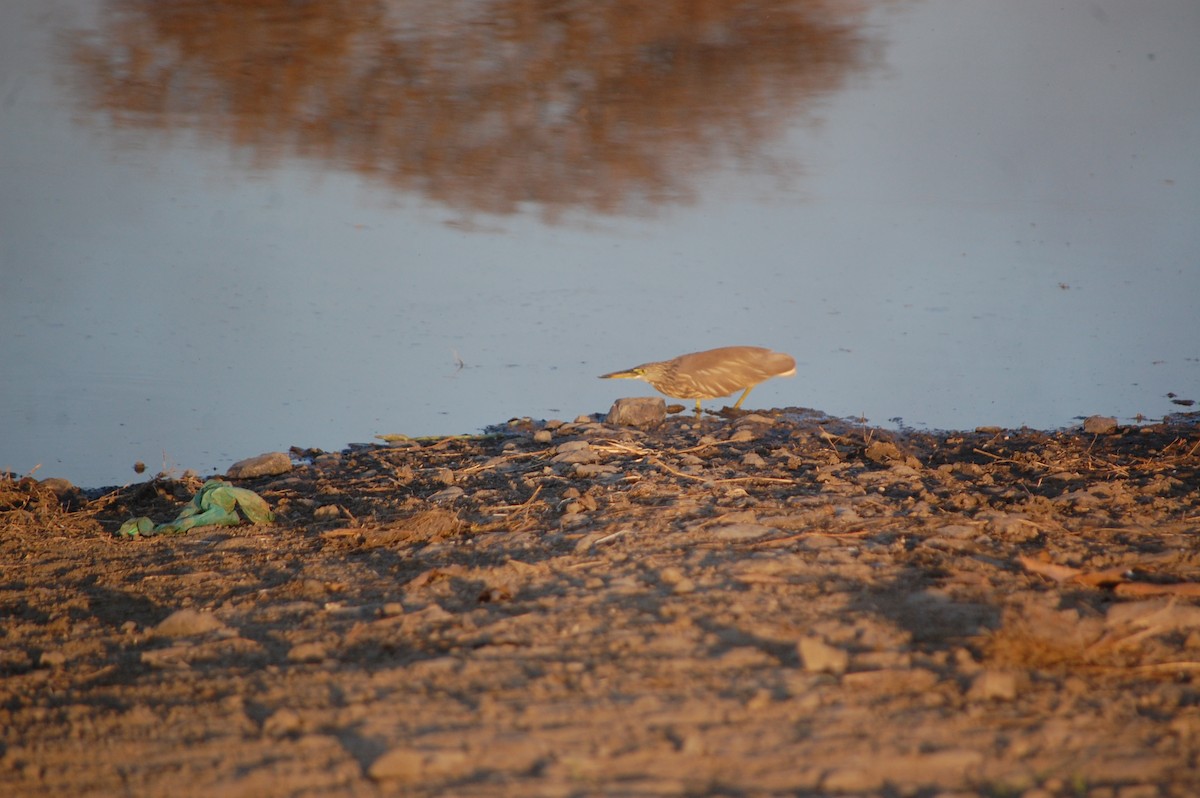 Indian Pond-Heron - ML647084171