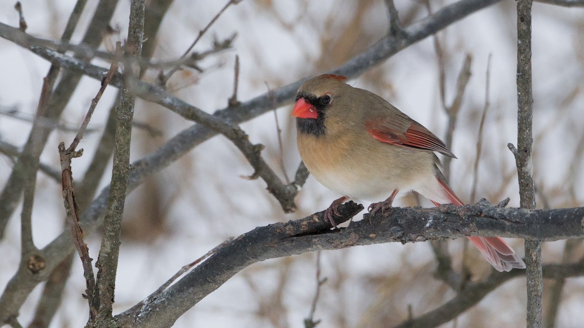Northern Cardinal - ML647084173