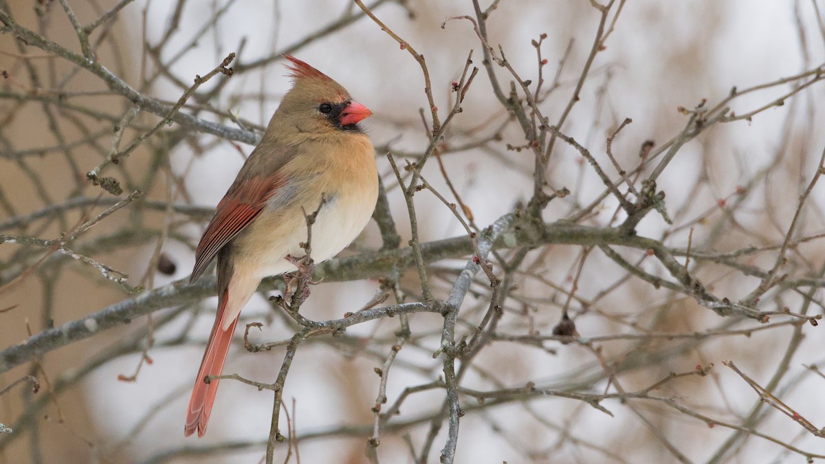 Northern Cardinal - ML647084174