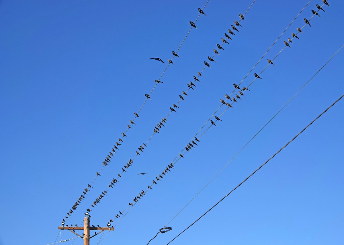 Brewer's Blackbird - ML647084175