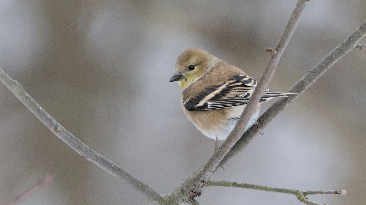 American Goldfinch - ML647084176