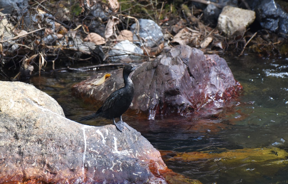 Little Cormorant - ML647084177