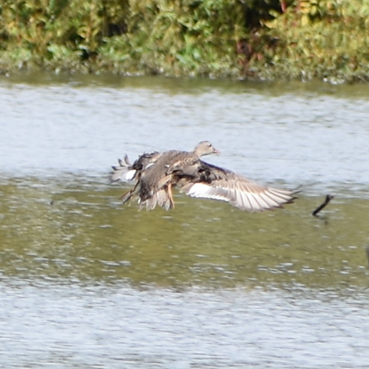 Бор нугас - ML647084178