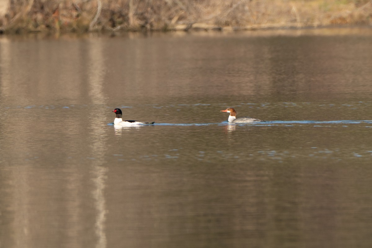 Хумхин бохио - ML647084179