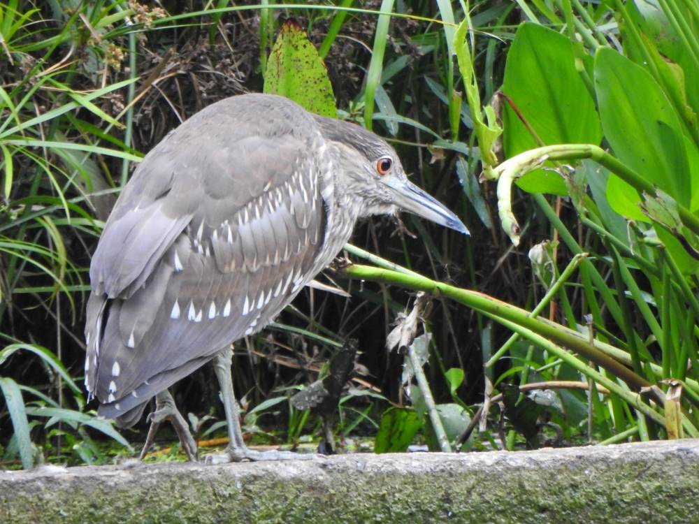 Ногоовор зашин - ML647084180