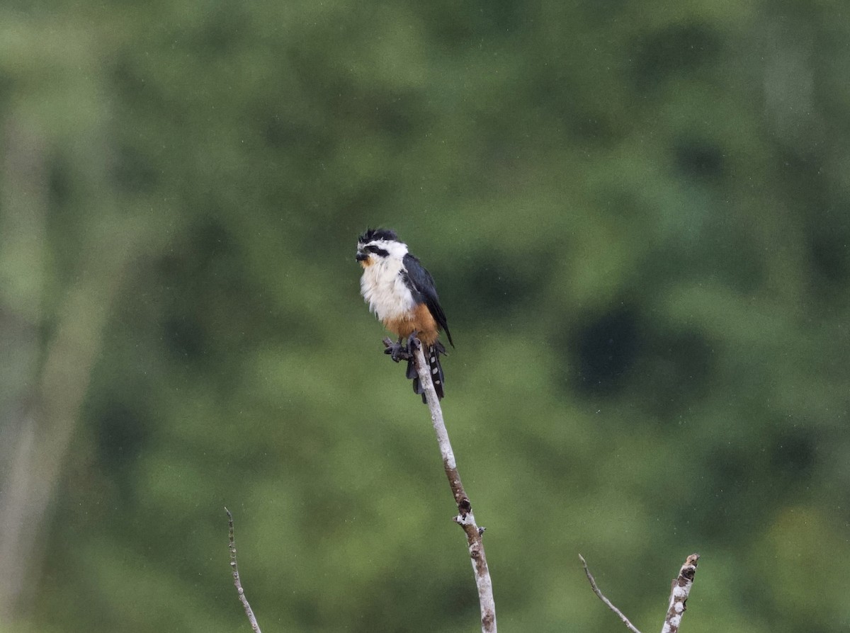 Collared Falconet - ML647084181