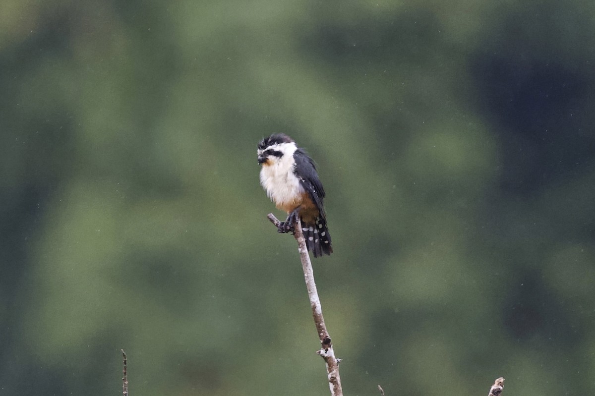 Collared Falconet - ML647084182