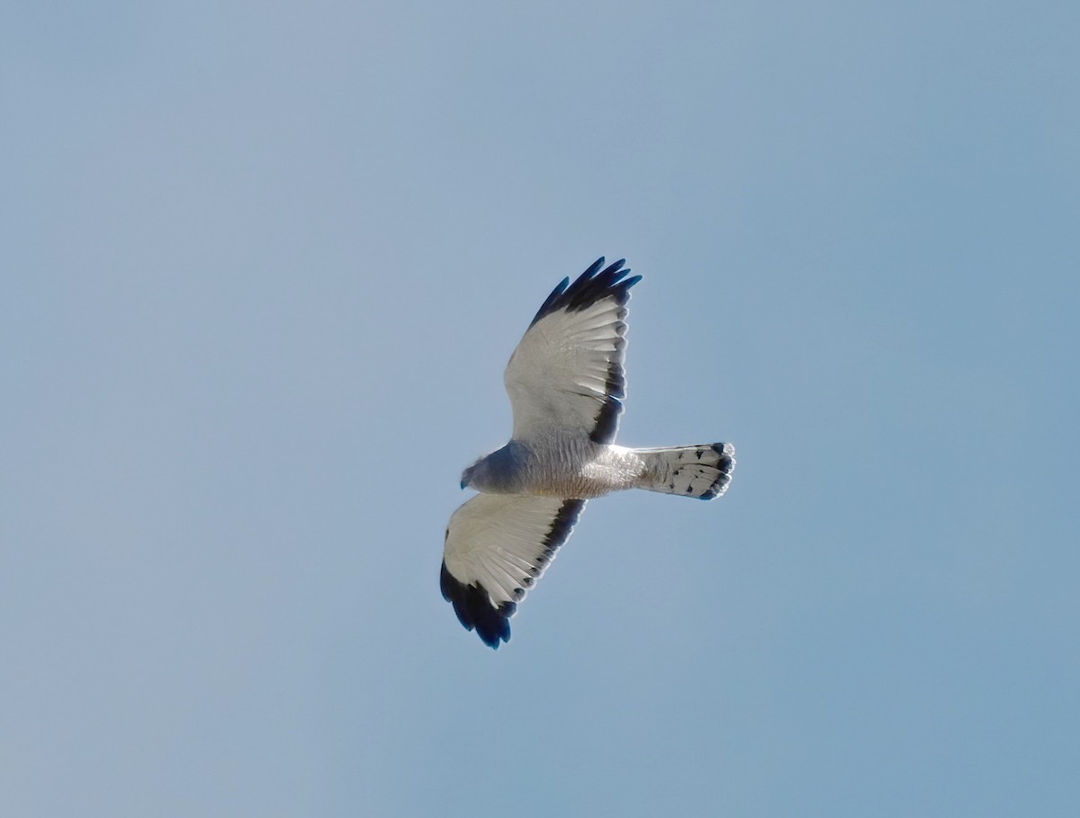 Cinereous Harrier - ML647084183