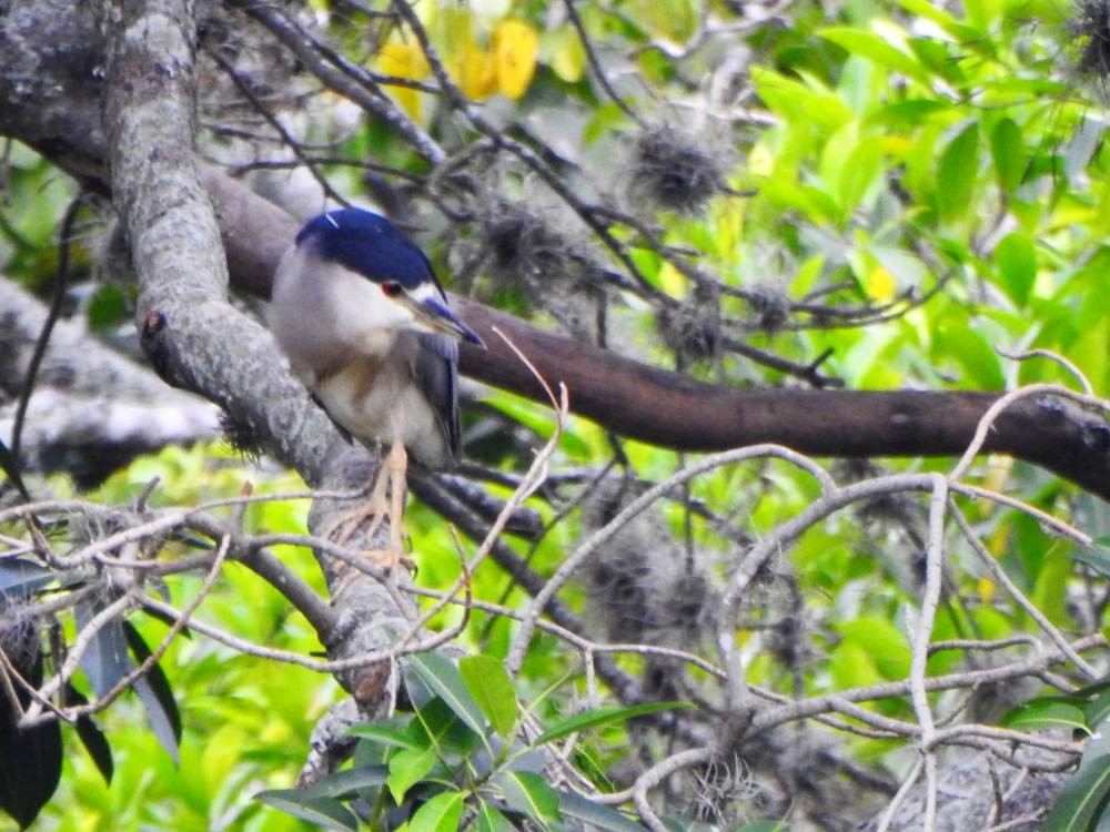 Ногоовор зашин - ML647084184