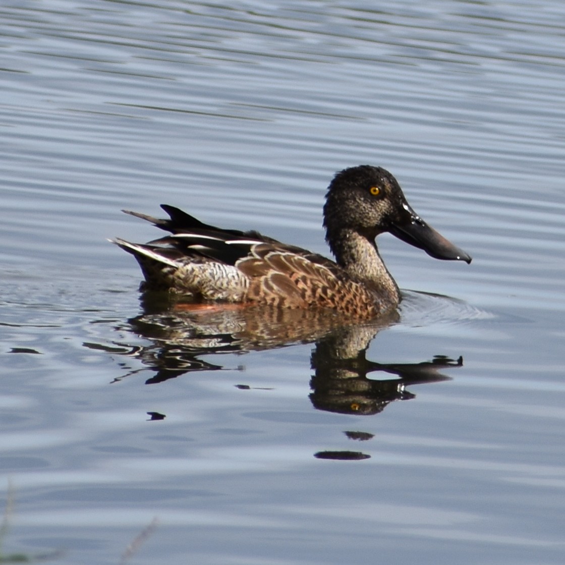Халбага нугас - ML647084189