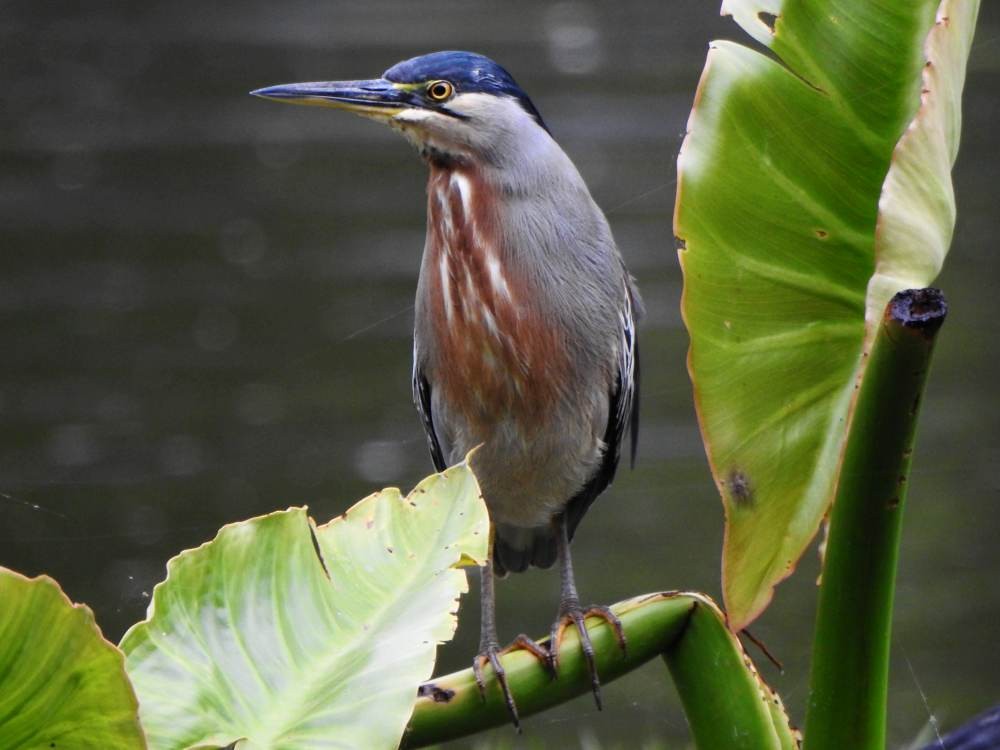Striated Heron - ML647084192