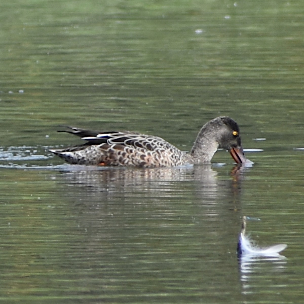 Халбага нугас - ML647084194
