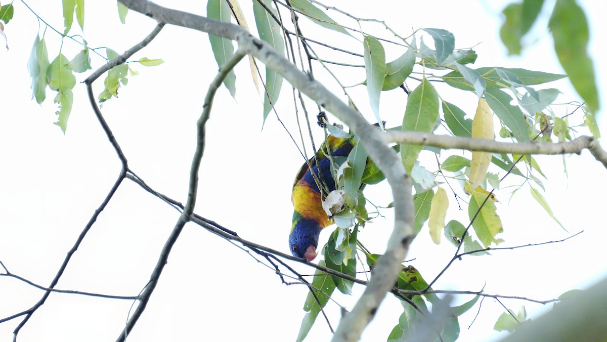 Rainbow Lorikeet - ML647084197