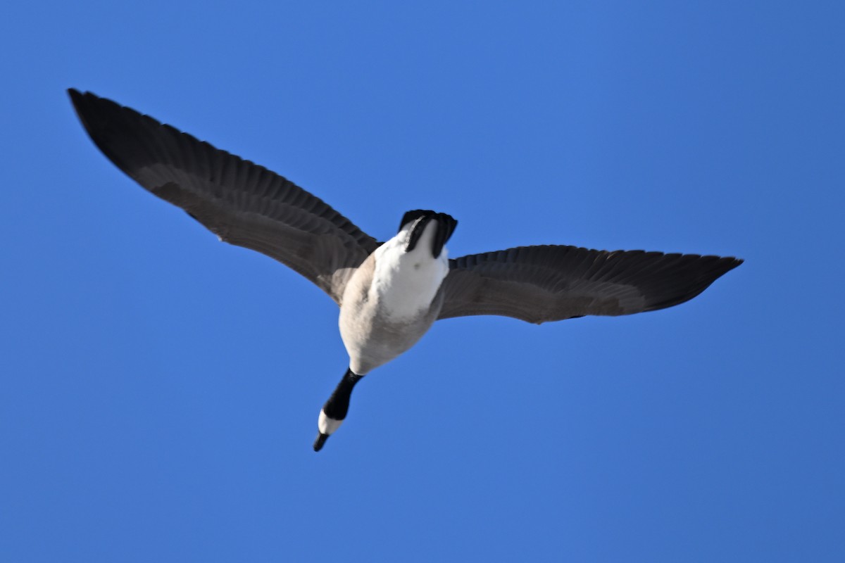 Канад галуу - ML647084200