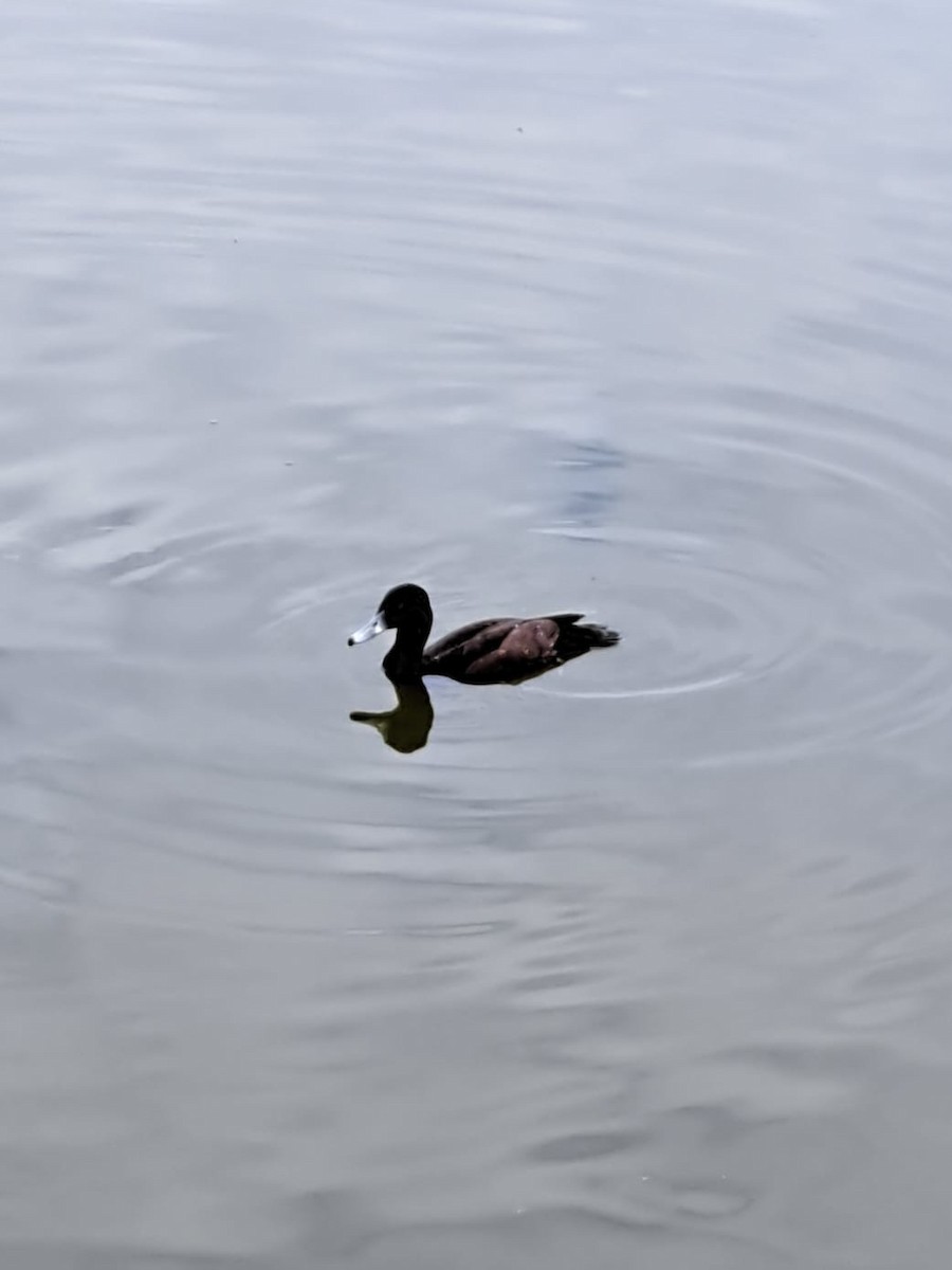 Southern Pochard - ML647084203