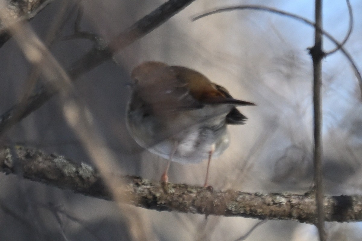 Hermit Thrush - ML647084205