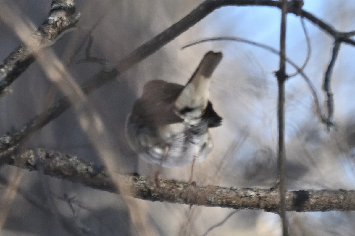 Hermit Thrush - ML647084206