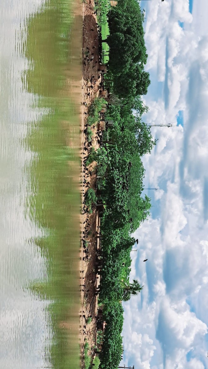 Black Vulture - ML647084220