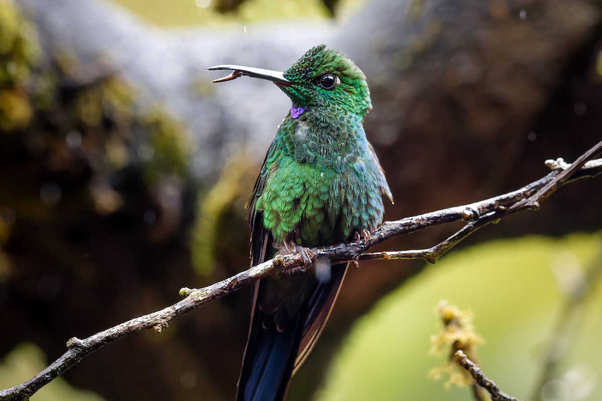 Green-crowned Brilliant - ML647084228