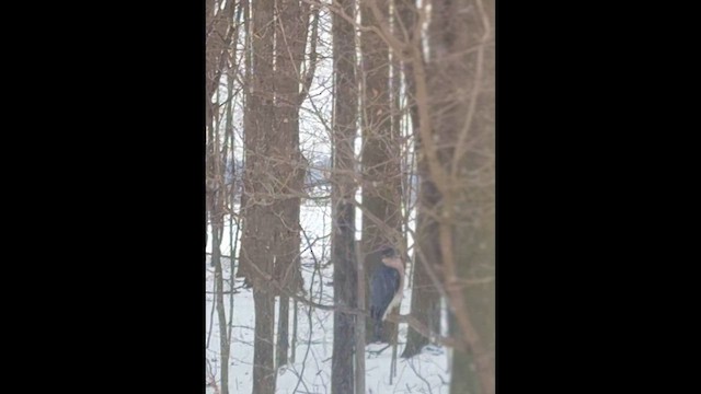 Cooper's Hawk - ML647084229