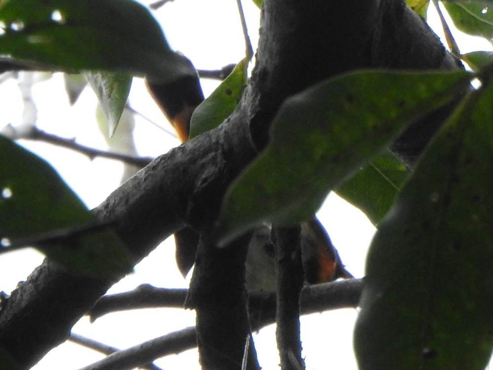 סבכון חכלילי - ML647084241