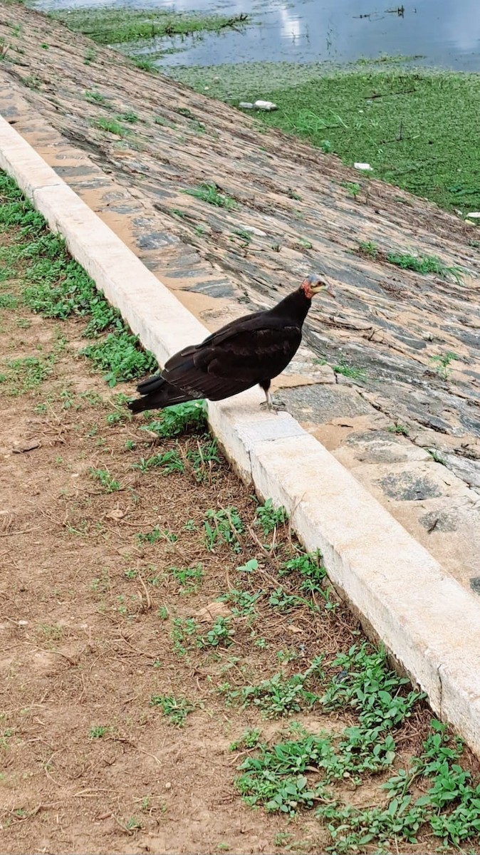 myrkondor - ML647084243