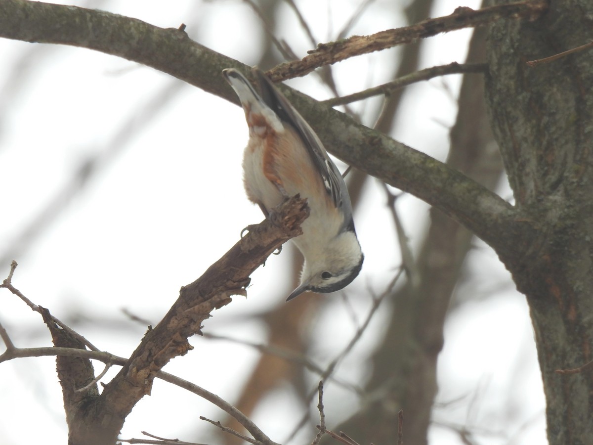 White-breasted Nuthatch (Eastern) - ML647084264