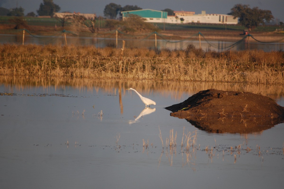 Great Egret - ML647084265