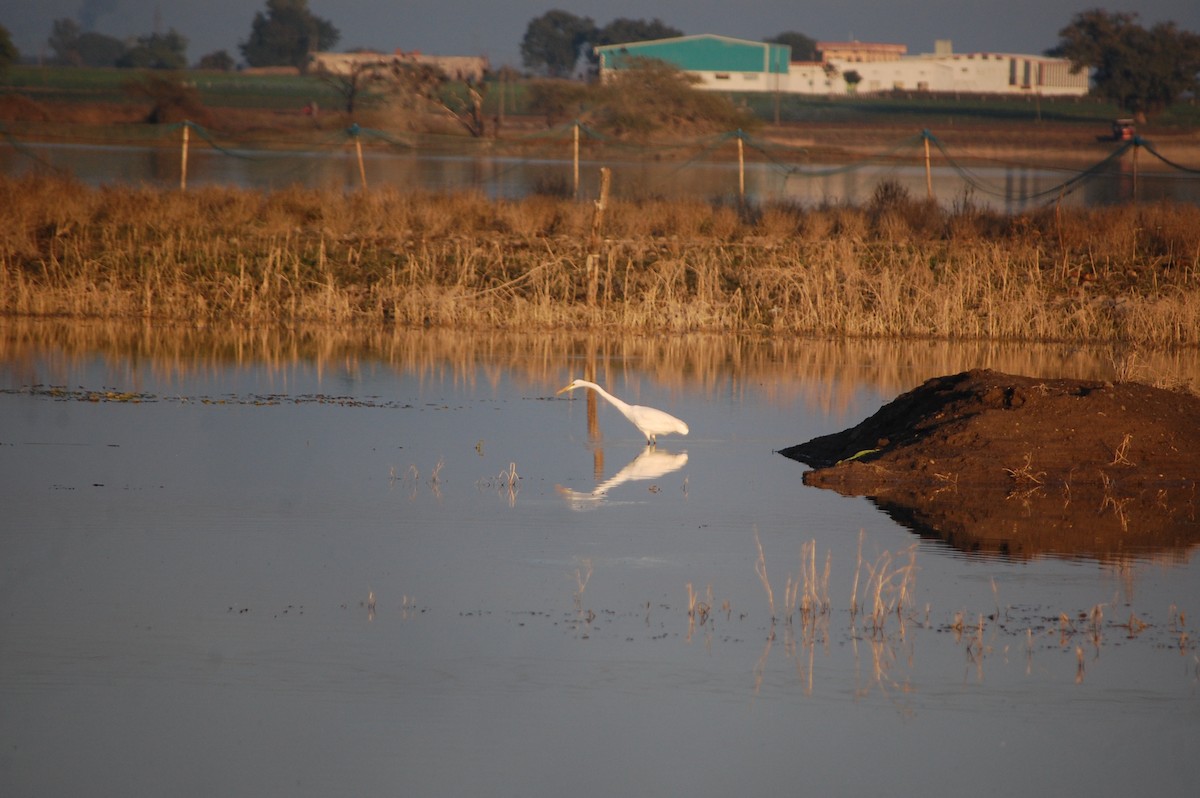 Great Egret - ML647084266