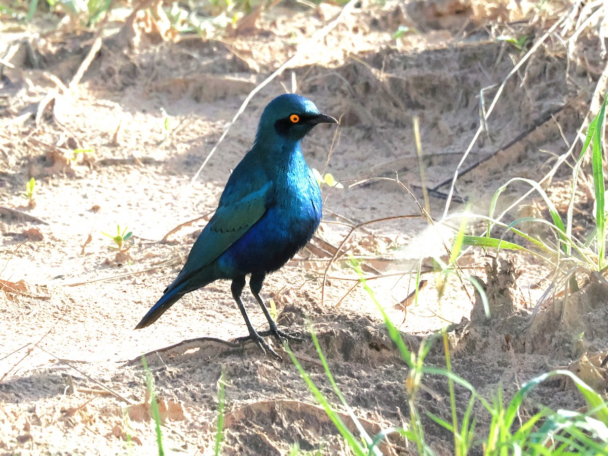 Greater Blue-eared Starling - ML647084268