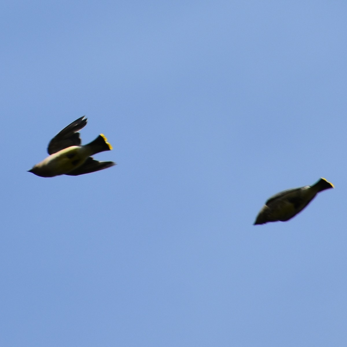 Cedar Waxwing - ML647084269