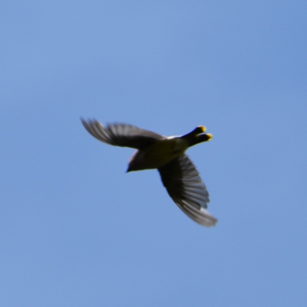 Cedar Waxwing - ML647084270