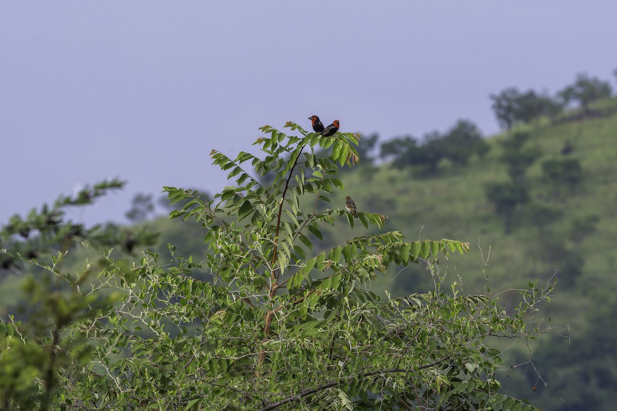 Black-billed Barbet - ML647084271