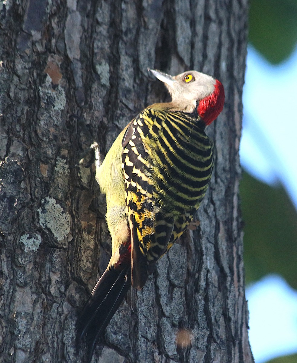 Hispaniolan Woodpecker - ML647084272