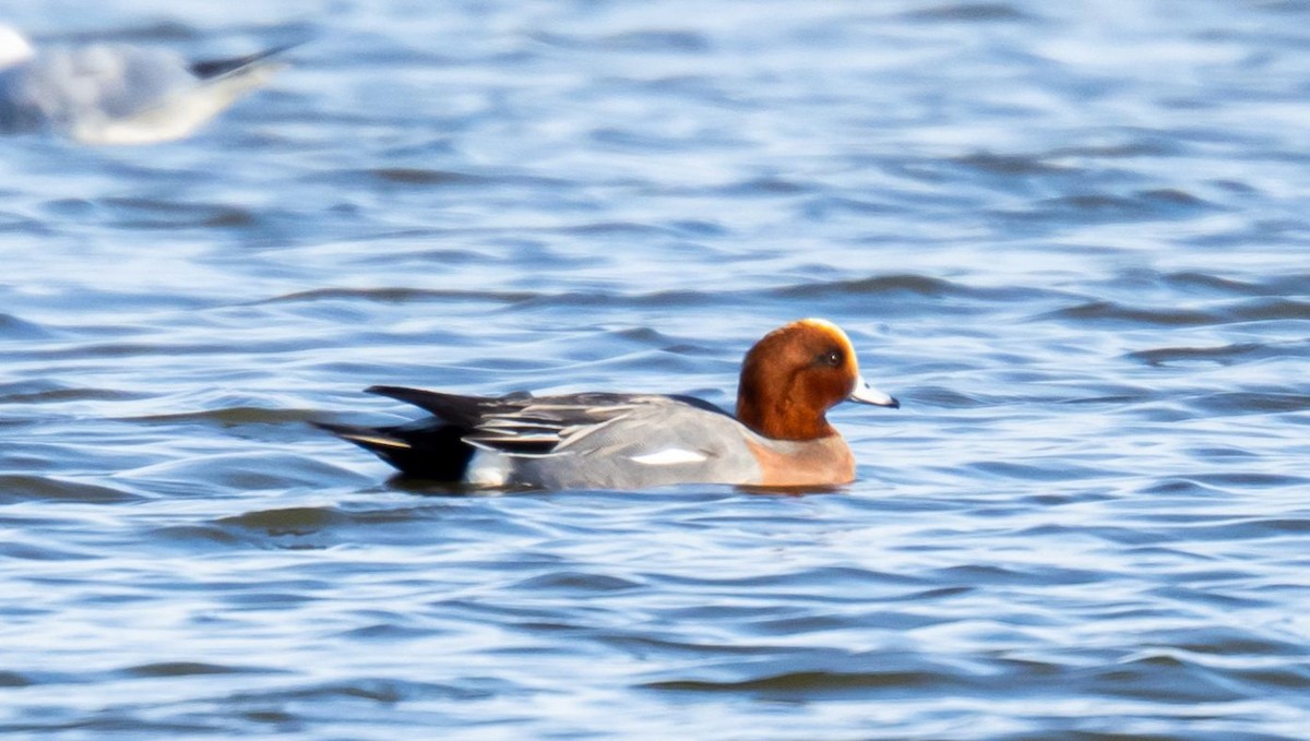 Eurasian Wigeon - ML647084273