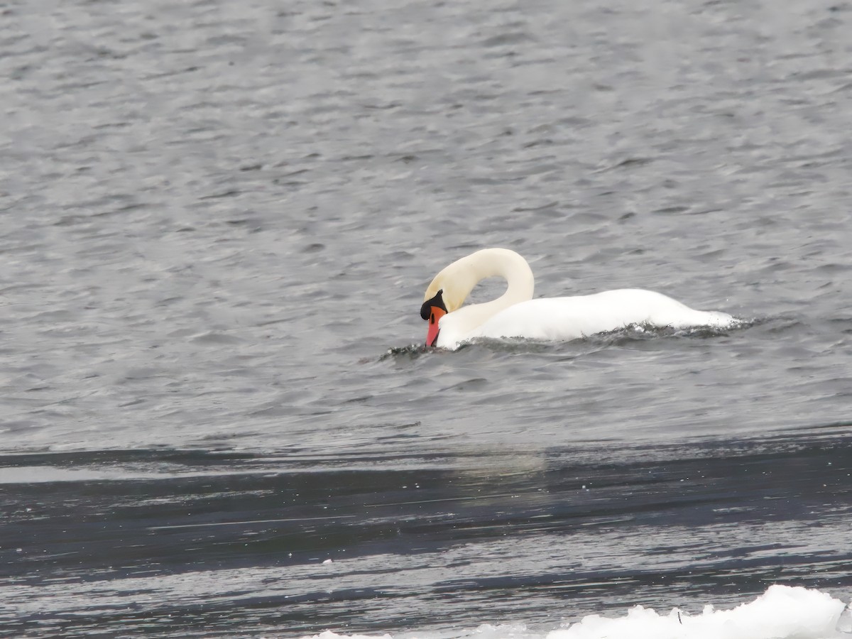 Mute Swan - ML647084275