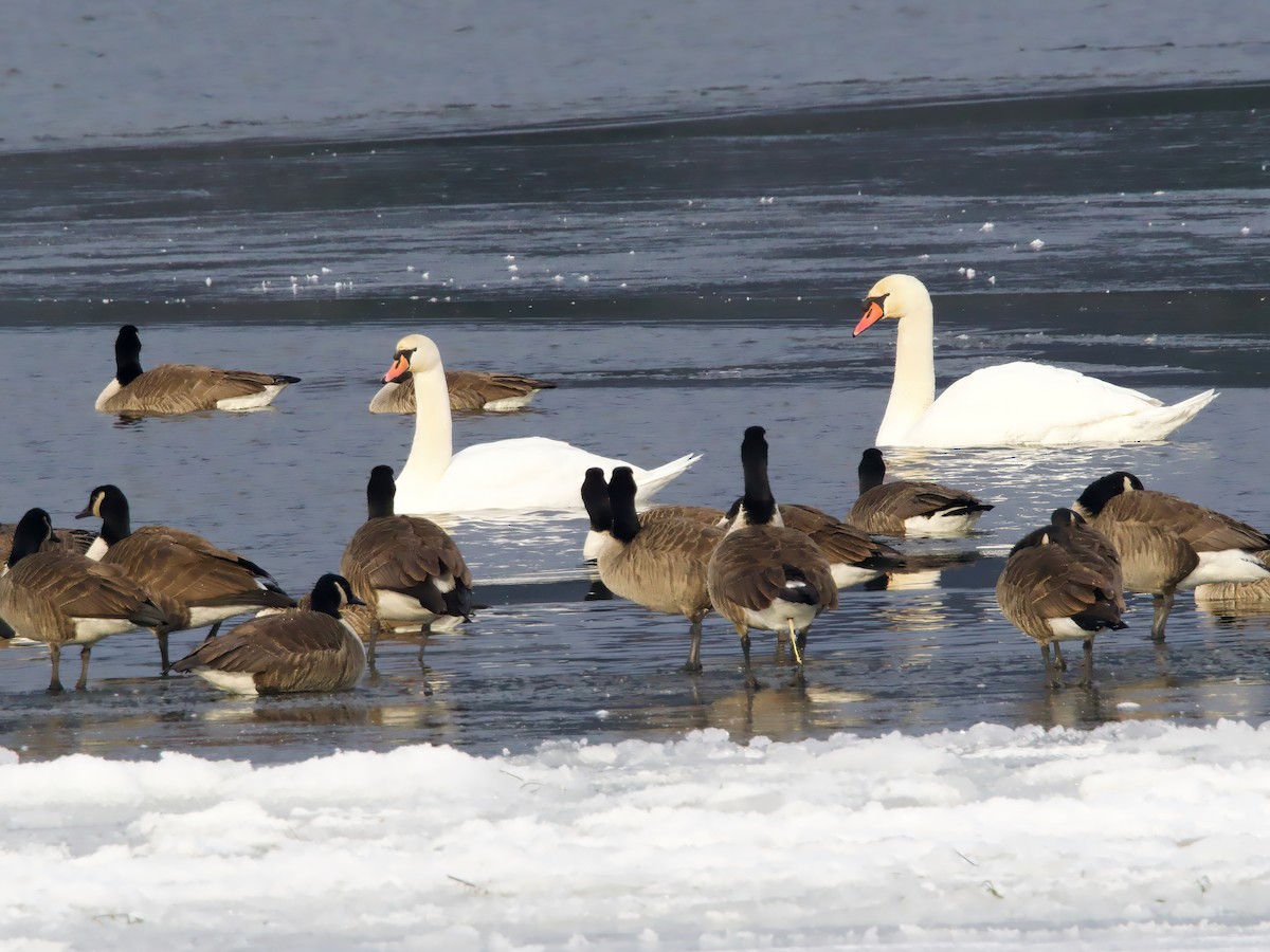 Mute Swan - ML647084276