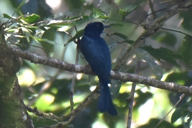 Square-tailed Drongo-Cuckoo - ML647084279