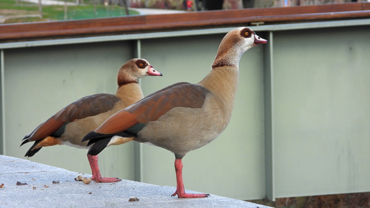 Egyptian Goose - ML647084280