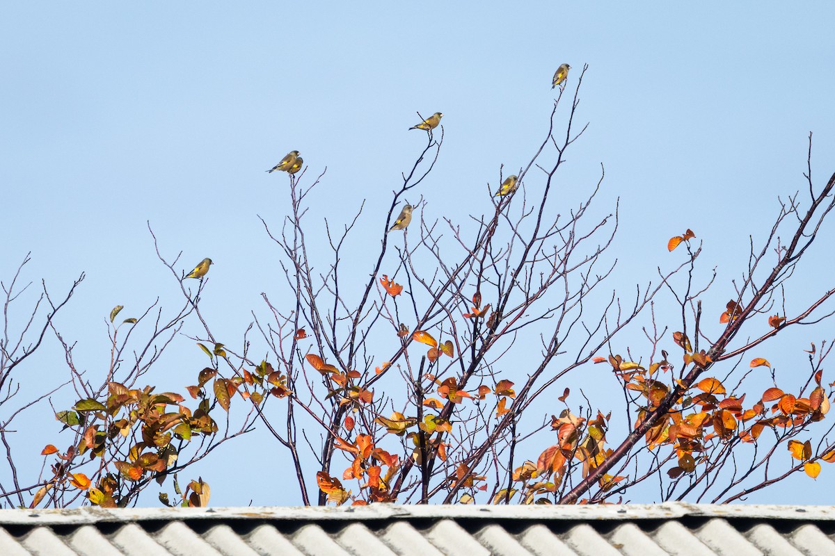 Oriental Greenfinch - ML647084281