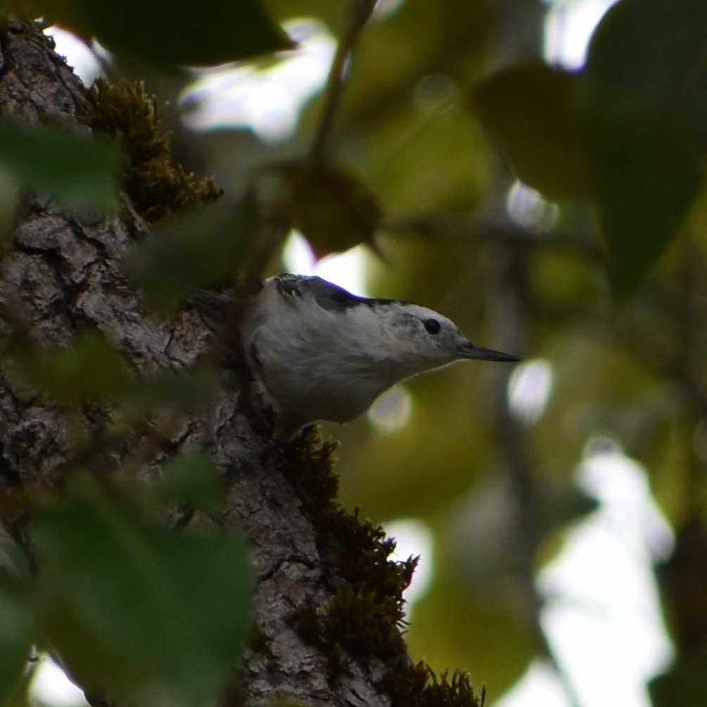 White-breasted Nuthatch - ML647084282