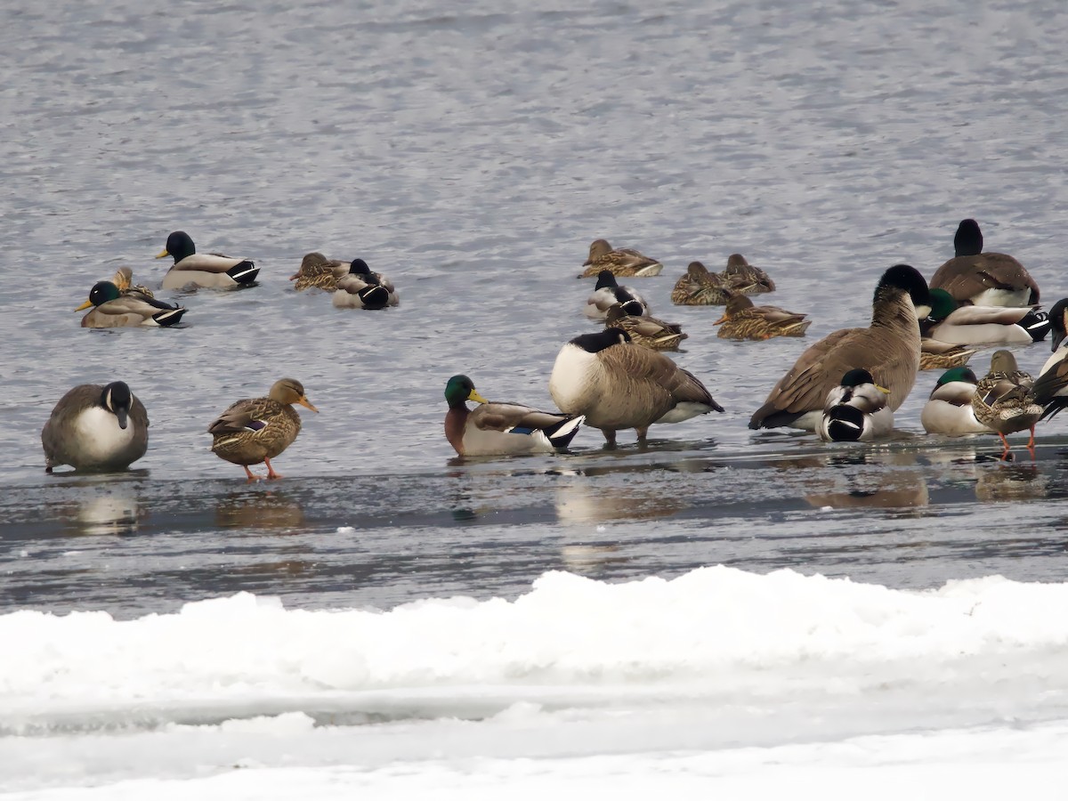 Mallard - ML647084283