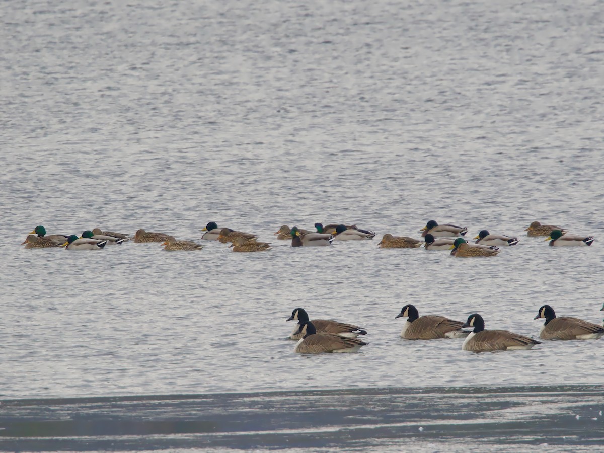 ברכיה - ML647084284