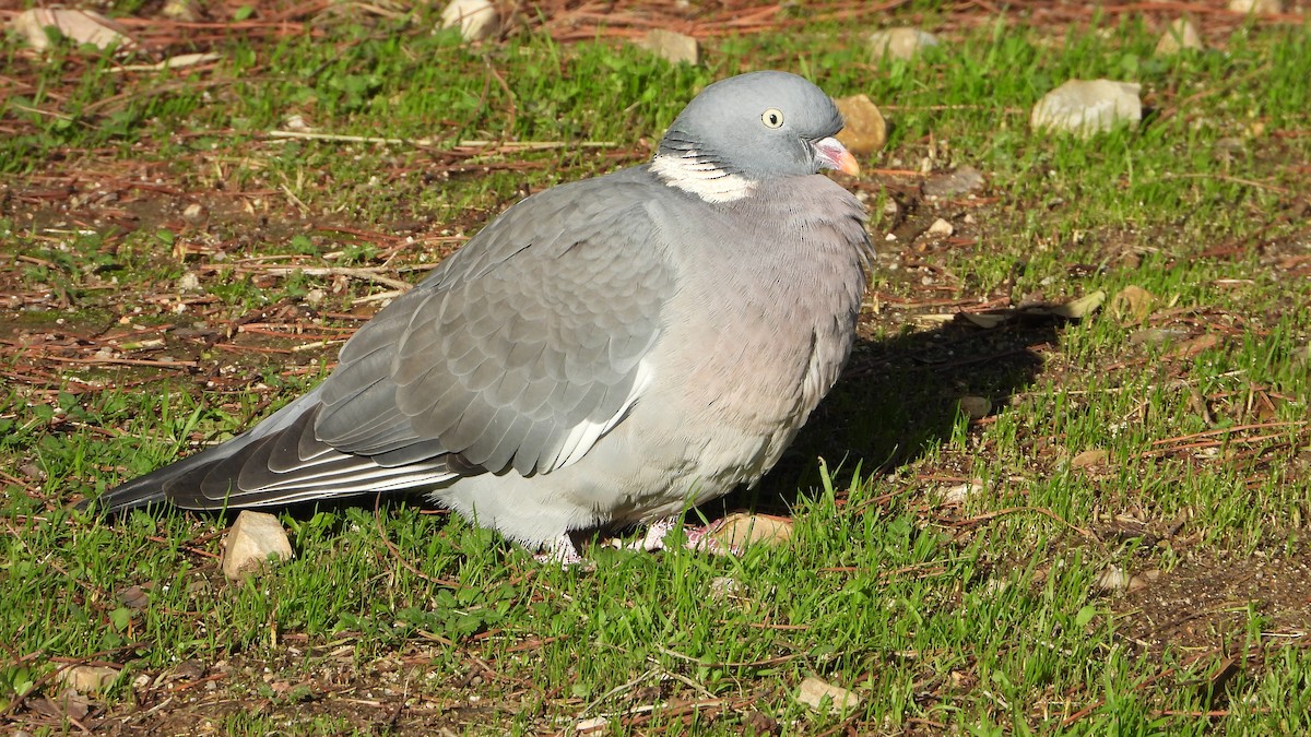 Common Wood-Pigeon - ML647084285