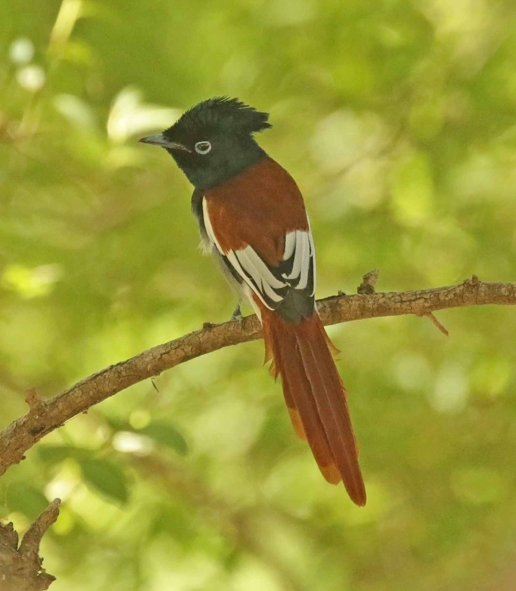African Paradise-Flycatcher - ML647084286